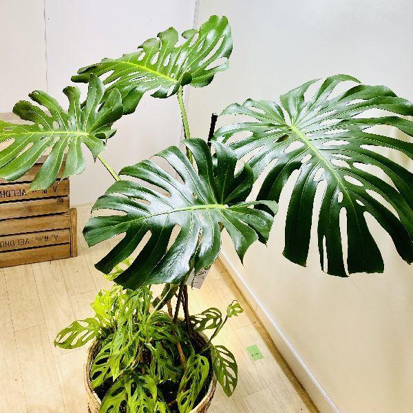 おしゃれ 観葉植物 モンステラ マドカズラ 寄せ植え 鉢カバー付 大型佐川急便 現品をお届け F6301v 遊恵盆栽 Yahoo 店 通販 Yahoo ショッピング