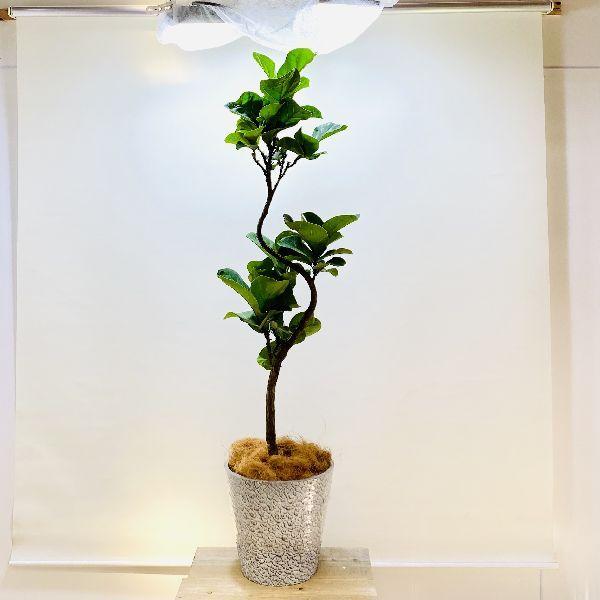 円 セールsale Off おしゃれ 観葉植物 カシワバゴムの木 バンビーノ 鉢植え ココヤシ 大型佐川便配送