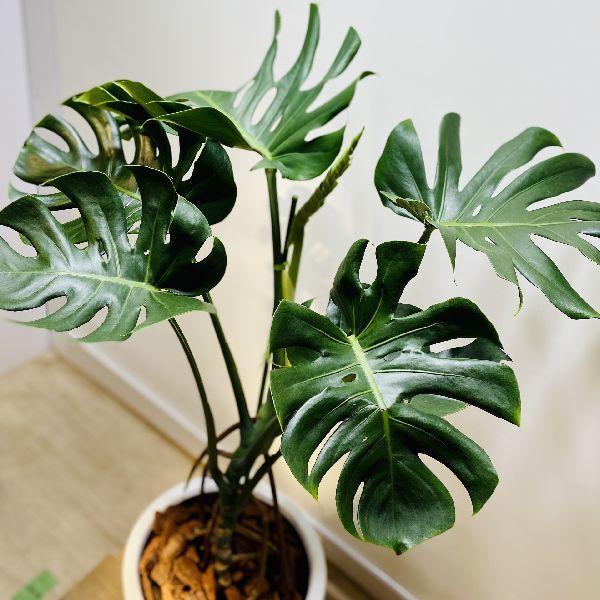 おしゃれ 観葉植物：モンステラ 鉢植え*受皿付 バークチップ 大型