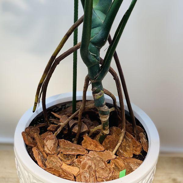 おしゃれ 観葉植物：モンステラ 鉢植え*受皿付 バークチップ 大型