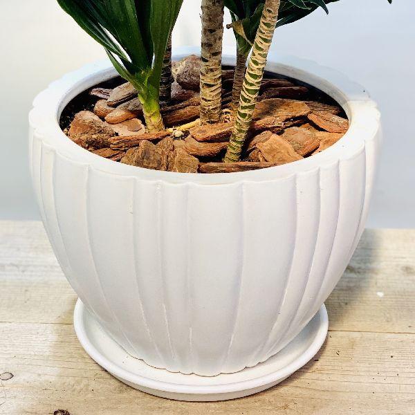 おしゃれ 観葉植物：ドラセナ コンパクタ*陶器鉢 受皿付 バークチップ