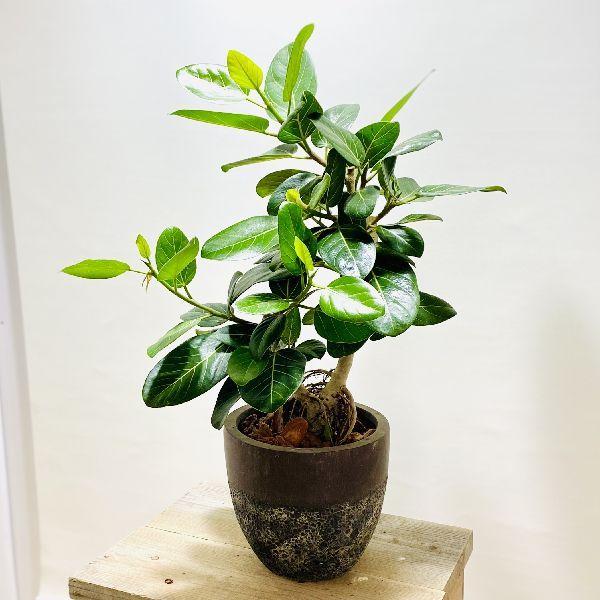 Seal限定商品 おしゃれ 観葉植物 フィカス ベンガレンシス鉢植え バークチップ 現品をお届け F6312v 遊恵盆栽 Yahoo 店 通販 Yahoo ショッピング 数量は多 Mobile Scotturb Com