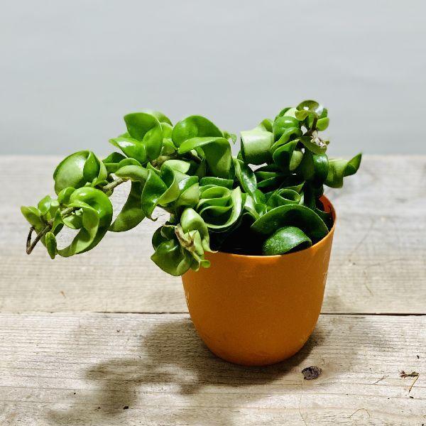 おしゃれ　観葉植物：ホヤ　カルノーサ　コンパクタ*プラポット