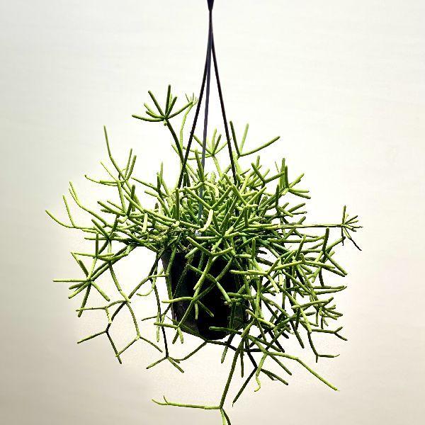 おしゃれ 観葉植物 リプサリス ヘテロクラダ 4号 吊り鉢 118putneybridgeroad Com
