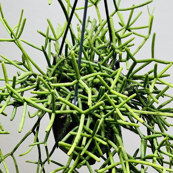おしゃれ 観葉植物 リプサリス ヘテロクラダ 現品 吊り鉢 4号