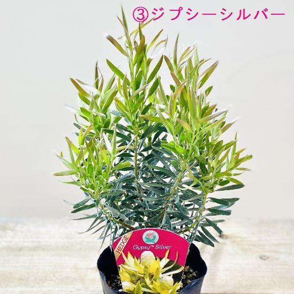 鉢花 観葉植物：リューカデンドロン*各種選べます 4.5号 リュウカデンドロン オージープランツ｜y-bonsai｜03
