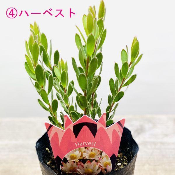 鉢花 観葉植物：リューカデンドロン*各種選べます 4.5号 リュウカデンドロン オージープランツ｜y-bonsai｜04