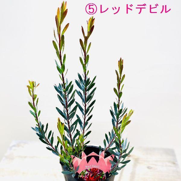 鉢花 観葉植物：リューカデンドロン*各種選べます 4.5号 リュウカデンドロン オージープランツ｜y-bonsai｜05