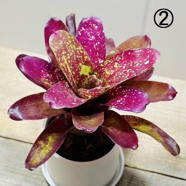 おしゃれ 観葉植物：ネオレゲリア*タンクブロメリア プラポット 受皿付