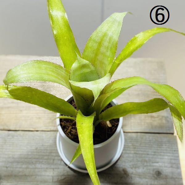 おしゃれ 観葉植物：ネオレゲリア*タンクブロメリア プラポット 受皿付