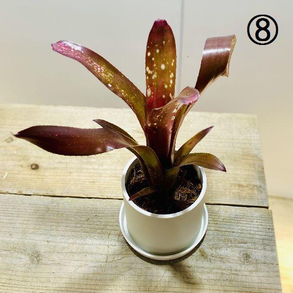 おしゃれ 観葉植物 ネオレゲリア タンクブロメリア プラポット 受皿付 F6323v 遊恵盆栽 Yahoo 店 通販 Yahoo ショッピング