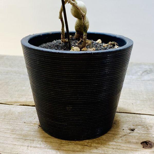 おしゃれ 観葉植物：ユーフォルビア ヘディオトイデス*黒プラ鉢 富士砂