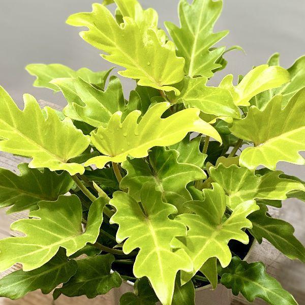 おしゃれ 観葉植物：クッカバラ ライム*5号 プラポット : 遊恵盆栽