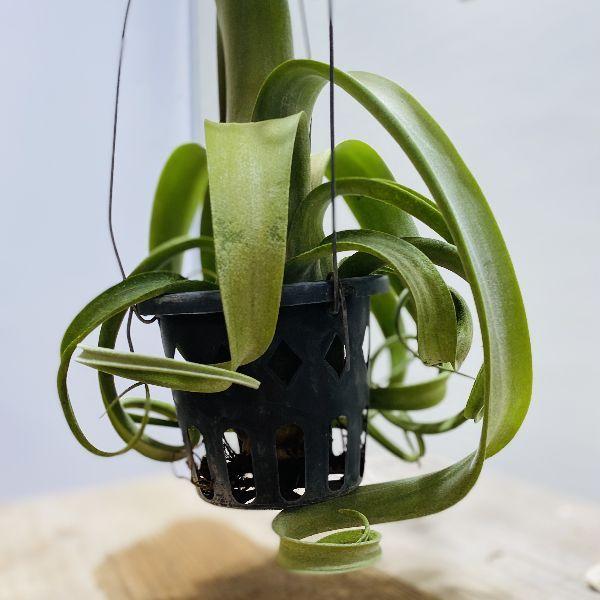 おしゃれ 観葉植物：チランジア エアープランツ カーリースリム