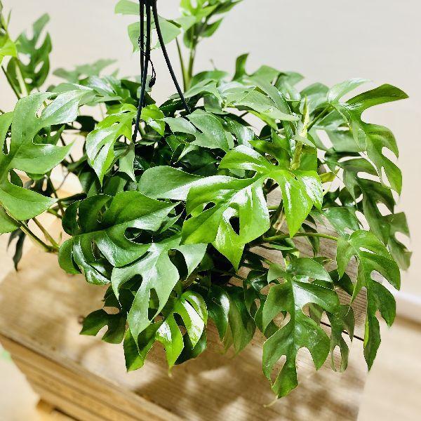 おしゃれ 観葉植物：ヒメモンステラ*7号 吊り鉢 姫モンステラ : 遊恵