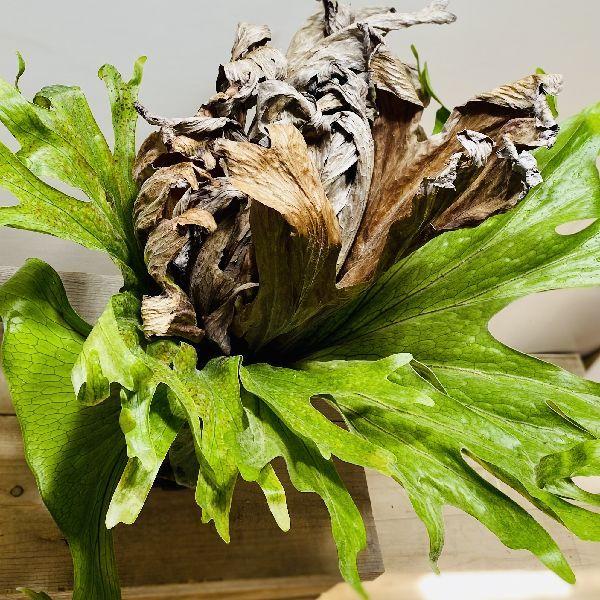 おしゃれ 観葉植物:ビカクシダ コウモリラン グランデ*黒 おしゃれ 観葉植物:ビカクシダ コウモリラン グランデ*黒