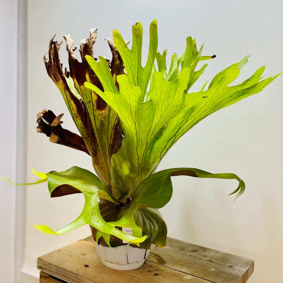 おしゃれ 観葉植物 ビカクシダ コウモリラン グランデ 白プラポット 現品をお届け F6338v 遊恵盆栽 Yahoo 店 通販 Yahoo ショッピング