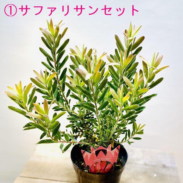 鉢花 観葉植物：リューカデンドロン*各種選べます 5号 リュウカ