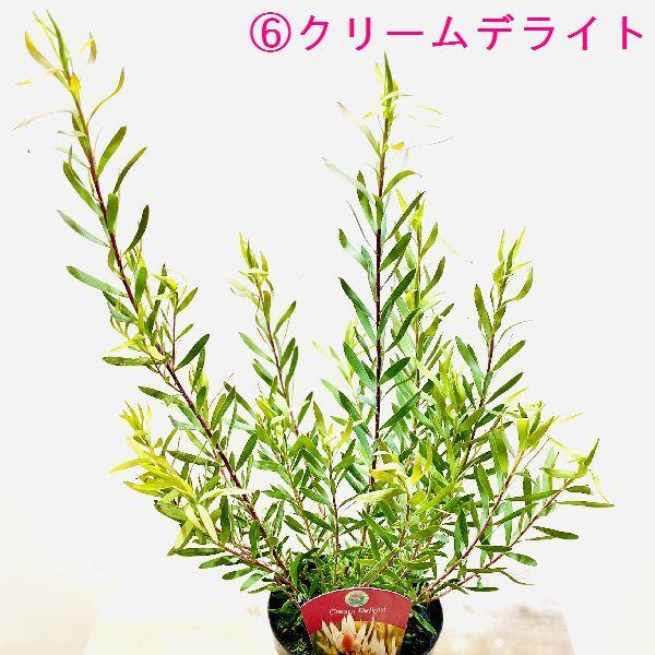 鉢花 観葉植物：リューカデンドロン*各種選べます 5号 リュウカ