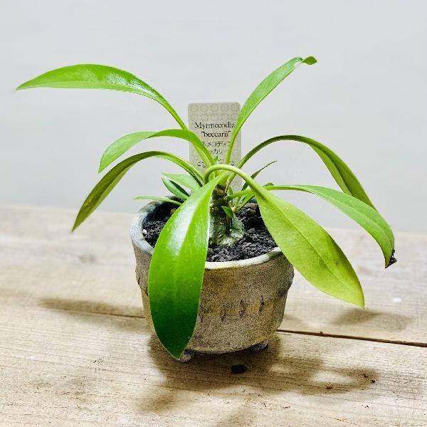 アリ植物 観葉植物：ミルメコディア ベッカリー*鉢植え : 遊恵盆栽