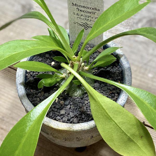 アリ植物 観葉植物：ミルメコディア ベッカリー*鉢植え : 遊恵盆栽