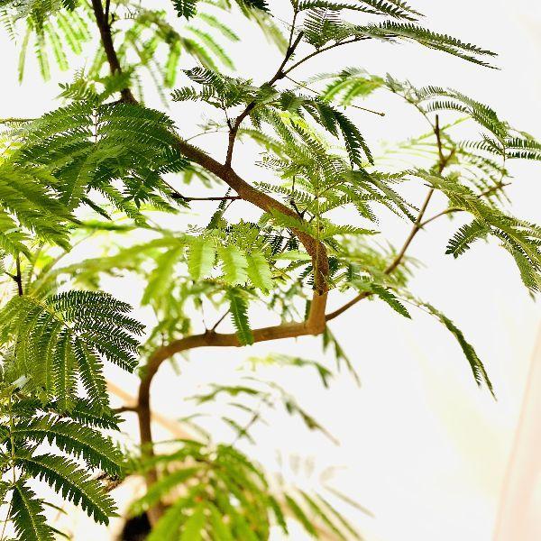 おしゃれ 観葉植物：ネムノキ エバーフレッシュ バスケットカバー付