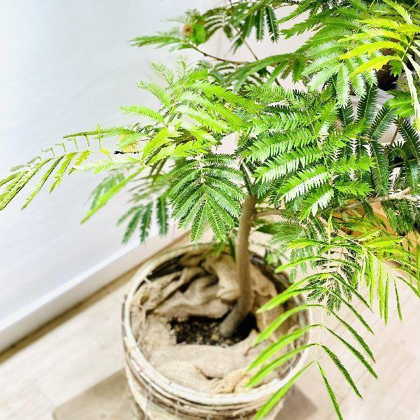 おしゃれ 観葉植物：ネムノキ エバーフレッシュ バスケットカバー付