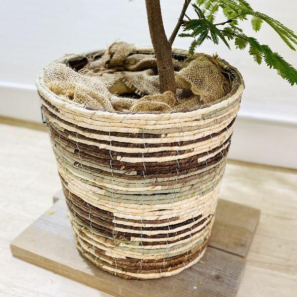 おしゃれ 観葉植物：ネムノキ エバーフレッシュ バスケットカバー付
