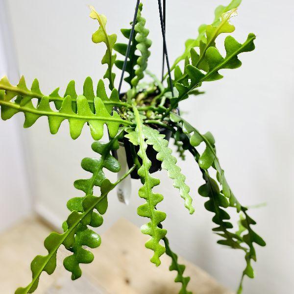 おしゃれ 観葉植物：エピフィラム アングリガー*4号 吊り鉢 フィッシュ