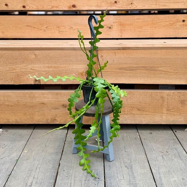 おしゃれ 観葉植物：エピフィラム アングリガー*4号 吊り鉢 フィッシュ