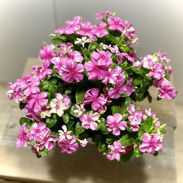 鉢花 観葉植物：ニチニチソウ シャガール*5号 日日草 : 遊恵盆栽 Yahoo