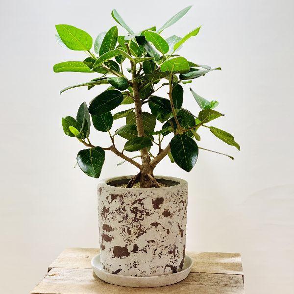 おしゃれ　観葉植物：フィカス　ベンガレンシス鉢植え*受皿付