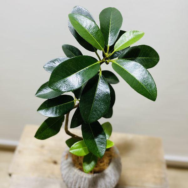 おしゃれ 観葉植物 フランスゴムの木 鉢植え 受皿付 ココヤシ 現品をお届け F6360v 遊恵盆栽 Yahoo 店 通販 Yahoo ショッピング