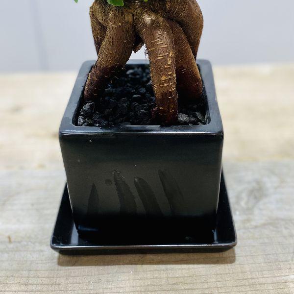 がじゅまる 観葉植物：ガジュマル*ブラックキューブ陶器鉢