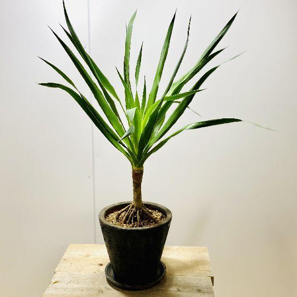 おしゃれ 観葉植物：ドラセナ ドラコ*鉢植え 受皿付 現品をお届け