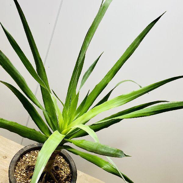 おしゃれ 観葉植物：ドラセナ ドラコ*鉢植え 受皿付 現品をお届け