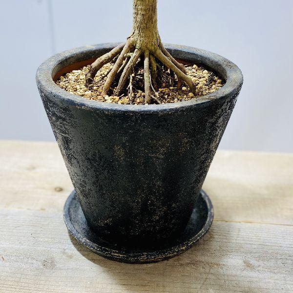 おしゃれ 観葉植物：ドラセナ ドラコ*鉢植え 受皿付 現品をお届け