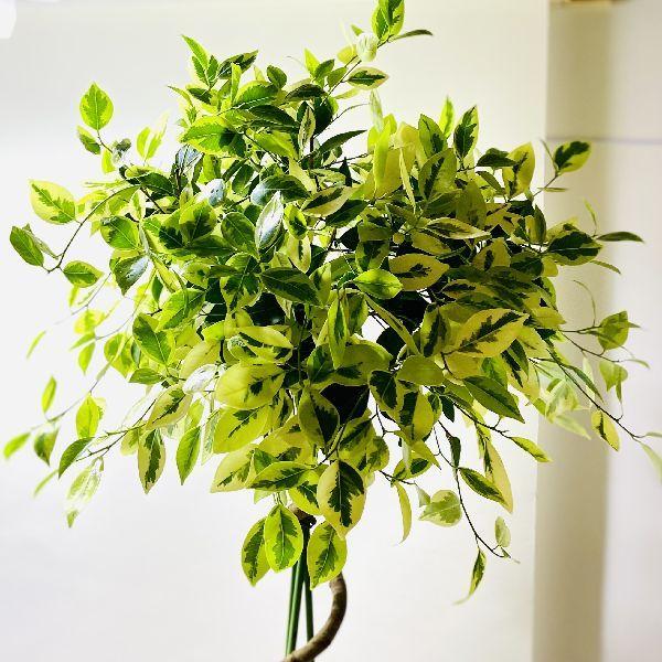 おしゃれ 観葉植物：斑入りガジュマル*らせん仕立て バスケット 大型