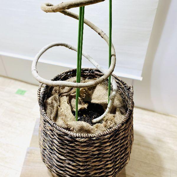おしゃれ 観葉植物：斑入りガジュマル*らせん仕立て バスケット 大型