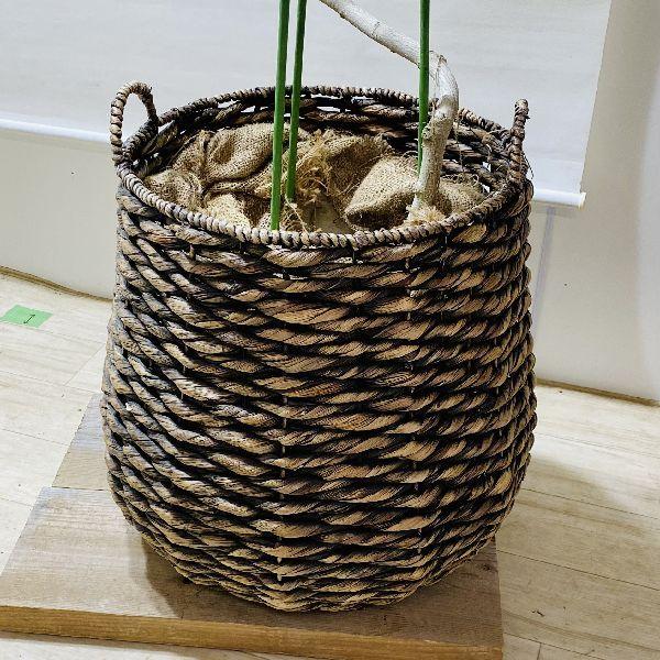 おしゃれ 観葉植物：斑入りガジュマル*らせん仕立て バスケット 大型
