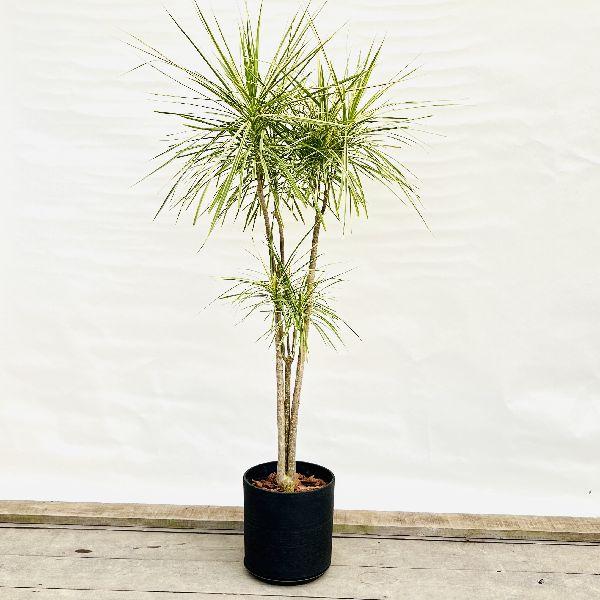 おしゃれ 観葉植物：ドラセナ コンシンネ ホワイボリー*鉢植え 受皿付