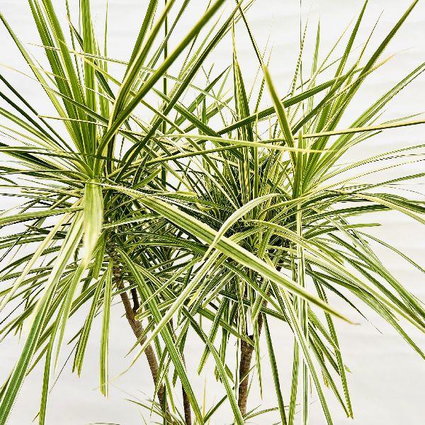 おしゃれ 観葉植物：ドラセナ コンシンネ ホワイボリー*鉢植え 受皿付