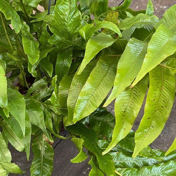おしゃれ 観葉植物：アグラモルファ コロナンス*カザリシダ 8号 吊り鉢