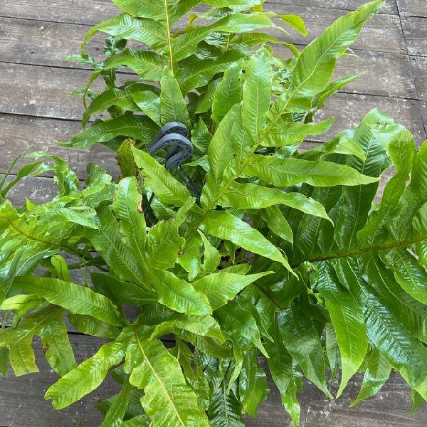 おしゃれ 観葉植物：アグラモルファ コロナンス*カザリシダ 8号 吊り鉢