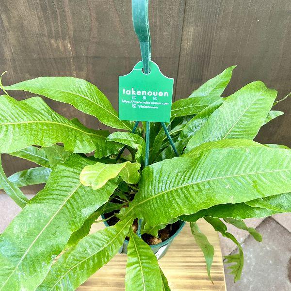 おしゃれ 観葉植物：アグラモルファ コロナンス*カザリシダ 5号 吊り鉢