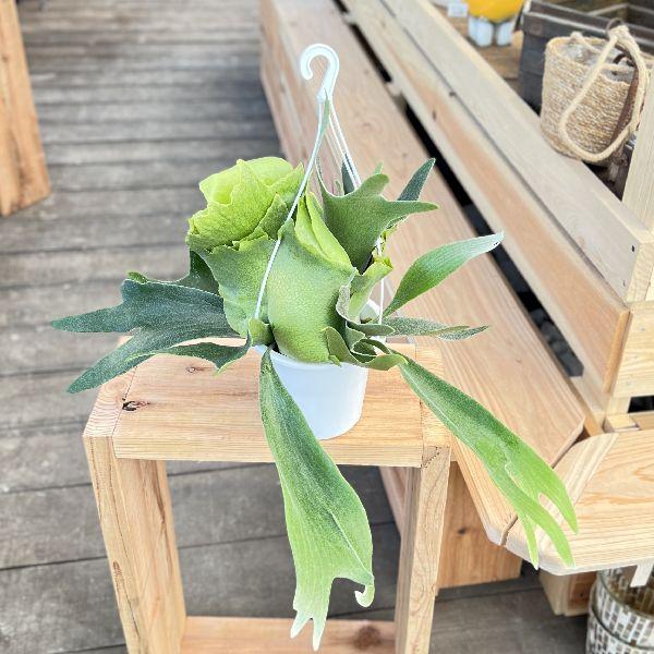 おしゃれ 観葉植物：ビカクシダ コウモリラン アルキコルネ*5号 白い