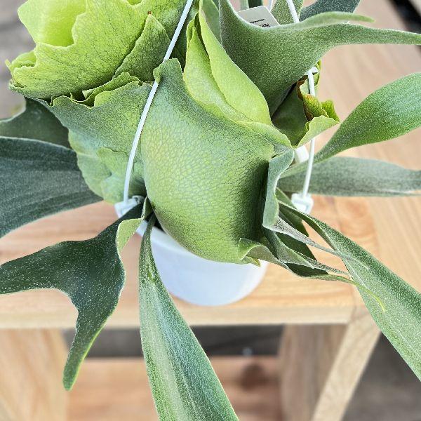 おしゃれ 観葉植物：ビカクシダ コウモリラン アルキコルネ*5号 白い