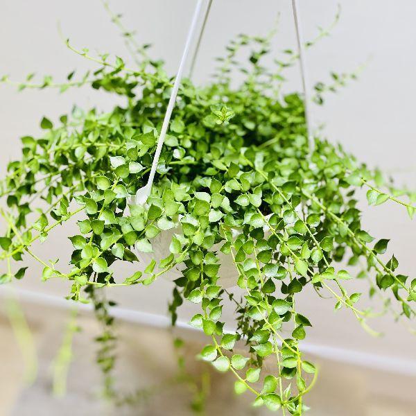 観葉植物:ディスキディア ミリオンハート*吊り鉢 5号 :f6395v:遊恵盆栽 Yahoo!店 - 通販 - Yahoo!ショッピング 観葉植物:ディスキディア ミリオンハート*吊り鉢 5号 :f6395v:遊恵盆栽 Yahoo!店 - 通販 - Yahoo!ショッピング