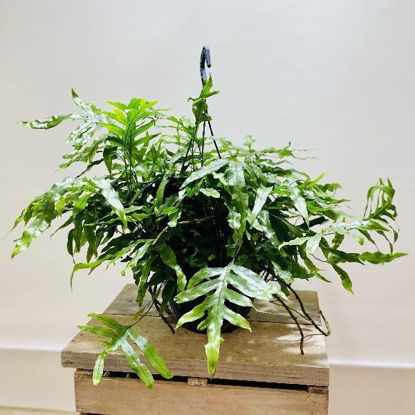 おしゃれ 観葉植物：ミクロソリウム ディベルシフォリウム*8号 吊り鉢