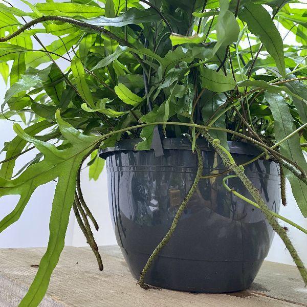 おしゃれ 観葉植物：ミクロソリウム ディベルシフォリウム*8号 吊り鉢